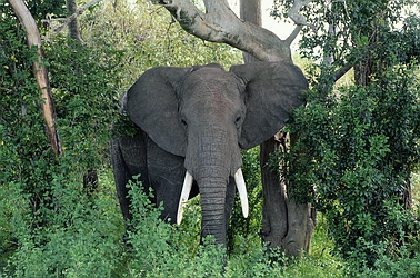 African Elephant