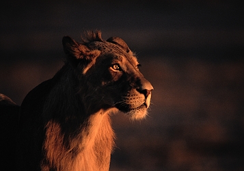 African Lion