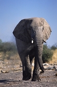 African Elephant T-Shirt