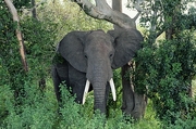 African Elephant Magnet