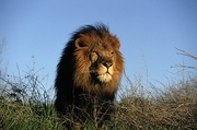 African Lion Magnet