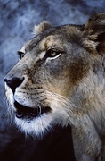 African Lion Magnet