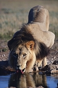 African Lion T-Shirt