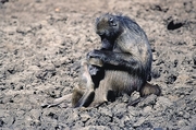 Baboon Poster