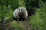 Badger Magnet