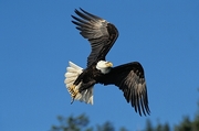 Bald Eagle Magnet