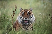 Bengal Tiger Magnet