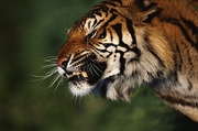 Bengal Tiger Magnet