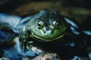 Bull Frog Magnet