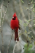Cardinal Magnet