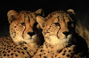 Cheetah Poster