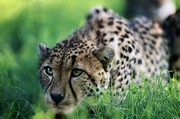 Cheetah Poster
