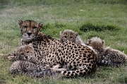 Cheetah Magnet