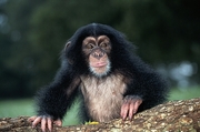 Chimpanzee Poster