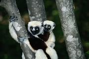 Coquerel's Sifaka Poster