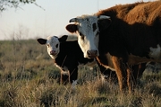Cow Magnet