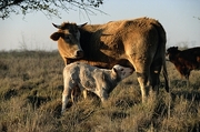 Cow Magnet