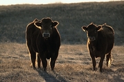 Cow Magnet