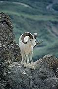 Dall Sheep Magnet