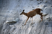 Deer Poster