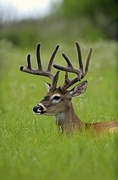 Deer Magnet