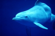Dolphin Magnet