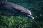 Dolphin Magnet