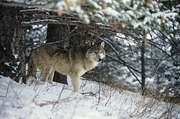 Gray Wolf Magnet