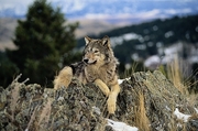 Gray Wolf Magnet