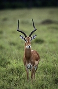 Impala Poster
