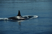 Killer Whale Magnet