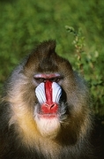 Mandrill Poster