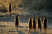 Meerkat Magnet