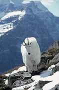 Mountain Goat Magnet