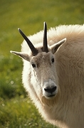 Mountain Goat Magnet