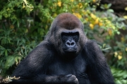 Mountain Gorilla Poster