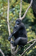 Mountain Gorilla Poster
