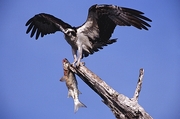 Osprey Magnet