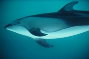 Pacific White-Sided Dolphin Magnet