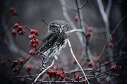 Pygmy Owl Poster