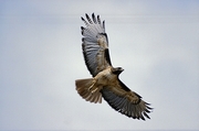 Red-tailed Hawk Mousepad