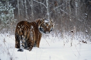 Siberian Tiger Magnet