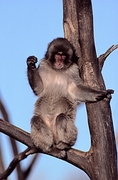 Snow Macaque Poster