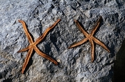 Star Fish Poster