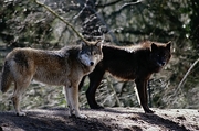 Timber Wolf Magnet
