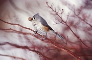 Tufted Titmouse Magnet