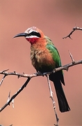 White-Fronted Bee-Eater Magnet