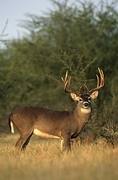 White-tailed Deer Magnet