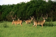 White-tailed Deer Magnet