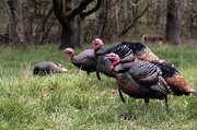 Wild Turkey Magnet